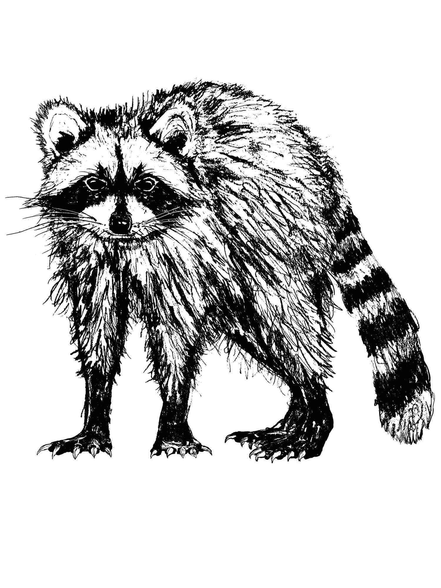 Raccoon Clover Crop Tee